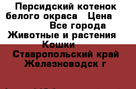 Персидский котенок белого окраса › Цена ­ 35 000 - Все города Животные и растения » Кошки   . Ставропольский край,Железноводск г.